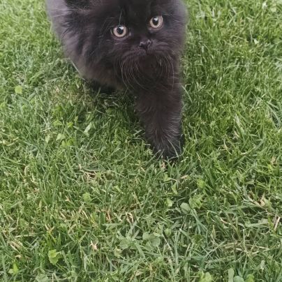 British longhair à vendre #5