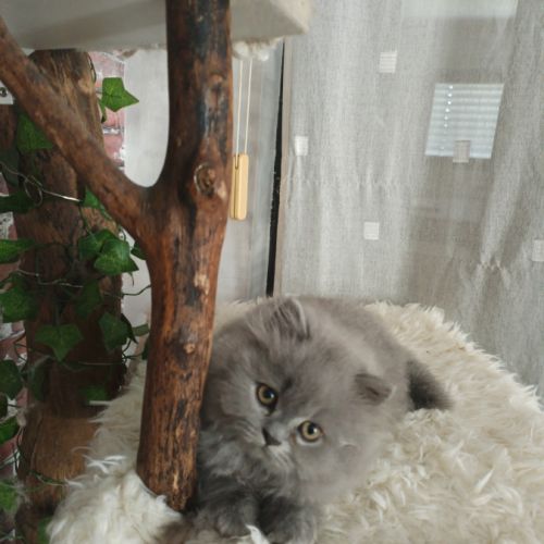 British longhair à vendre #7