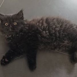 British longhair à vendre #9