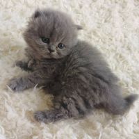 British longhair à vendre #1
