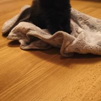 British longhair à vendre #2