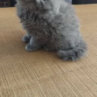 British longhair à vendre #3