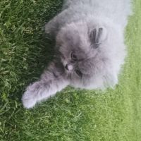 British longhair à vendre #4