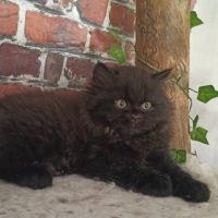 British longhair à vendre #6