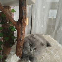 British longhair à vendre #7