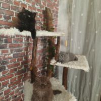 British longhair à vendre