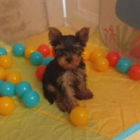 Yorkshire : arthur le pur