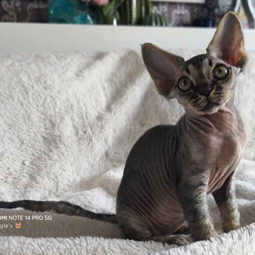 Giggle's at last, 1 male devon rex #3