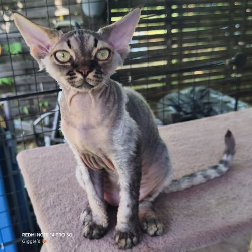 Giggle's at last, 1 male devon rex #4