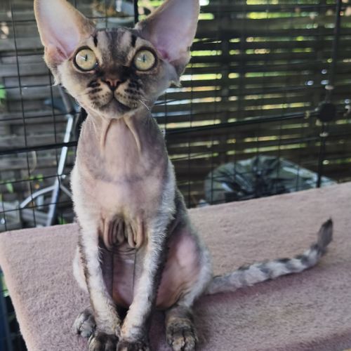Giggle's at last, 1 male devon rex #6