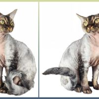 Giggle's at last, 1 male devon rex