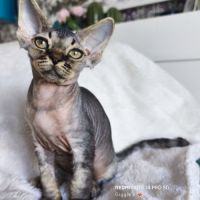 Giggle's at last, 1 male devon rex #2
