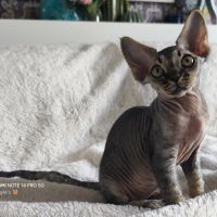 Giggle's at last, 1 male devon rex #3
