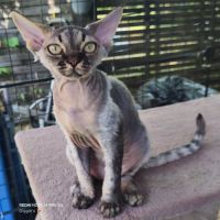 Giggle's at last, 1 male devon rex #4