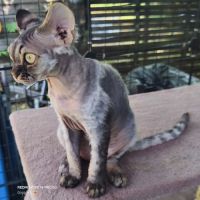 Giggle's at last, 1 male devon rex #5