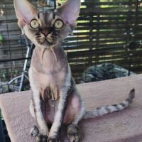 Giggle's at last, 1 male devon rex #6
