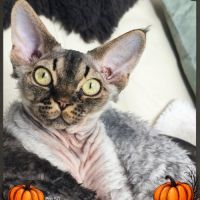 Giggle's at last, 1 garçon devon rex