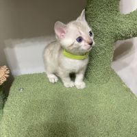 Magnifique bengal snow lynx #1