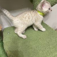 Magnifique bengal snow lynx #2