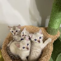 Magnifique bengal snow lynx