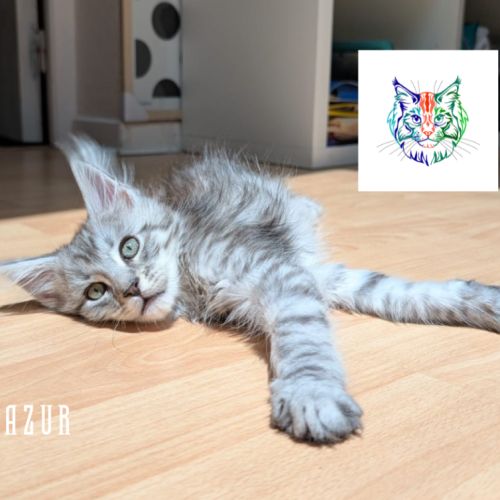 Chatons maine coon loof