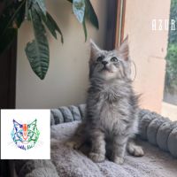 Chatons maine coon loof #2