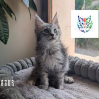 Chatons maine coon loof #3