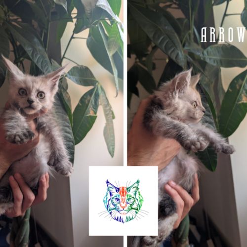 Chatons maine coon loof polydactyle #2