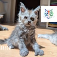 Chatons maine coon loof polydactyle #1
