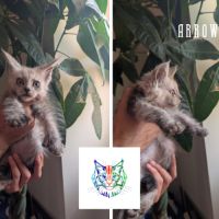 Chatons maine coon loof polydactyle #2