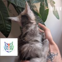 Chatons maine coon loof polydactyle