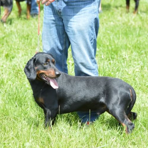 Chiots kopov chien courant slovaque lof #2