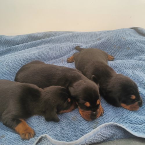 Chiots kopov chien courant slovaque lof #5