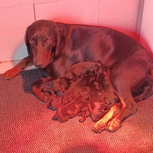 Chiots kopov chien courant slovaque lof #6