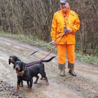 Chiots kopov chien courant slovaque lof #1