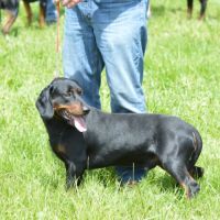 Chiots kopov chien courant slovaque lof #2