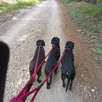 Chiots kopov chien courant slovaque lof #3