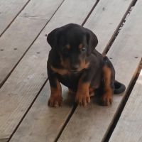 Chiots kopov chien courant slovaque lof #7