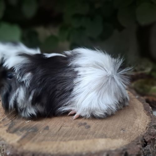 Cochon d'inde pure race #2