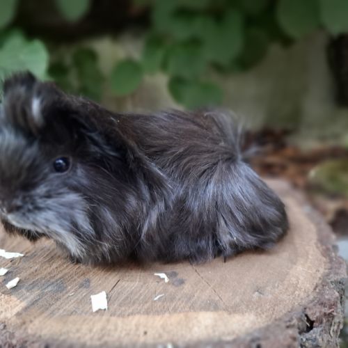 Cochon d'inde pure race #4