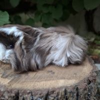 Cochon d'inde pure race