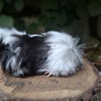 Cochon d'inde pure race #2