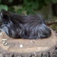 Cochon d'inde pure race #3