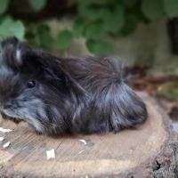 Cochon d'inde pure race #4