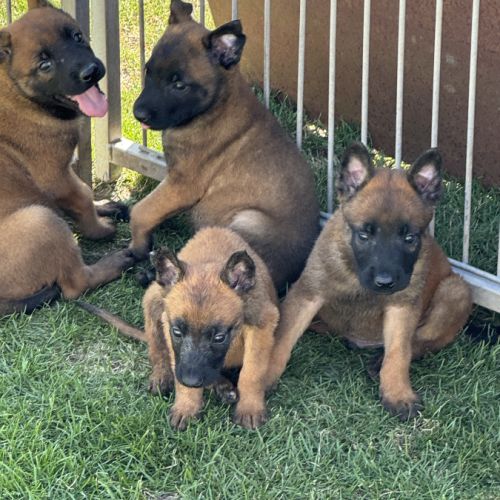 A réserver chiots berger belge malinois lof #0