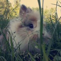 Lapins nains angora #1