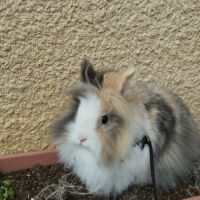 Lapins nains angora #0