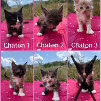 Chaton type maine coon