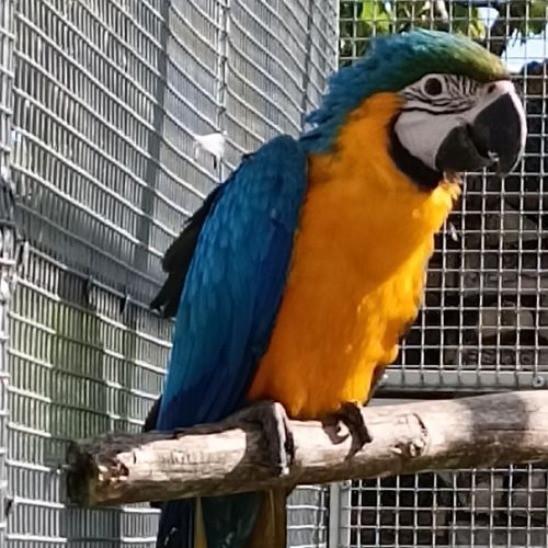 Perroquet ara ararauna femelle 2024 #1