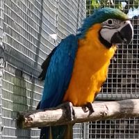 Perroquet ara ararauna femelle 2024 #1